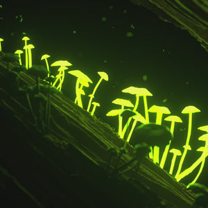 Face Serum Magic Gesichtscreme & Serum Dick's Brewery